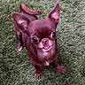 adorable, animal, brown_dog, canine, chihuahua, companion, cute, dog, ears, eyes, fur, grass, mammal, nature, outdoor, pet, playful, small_dog, standing, tongue_out