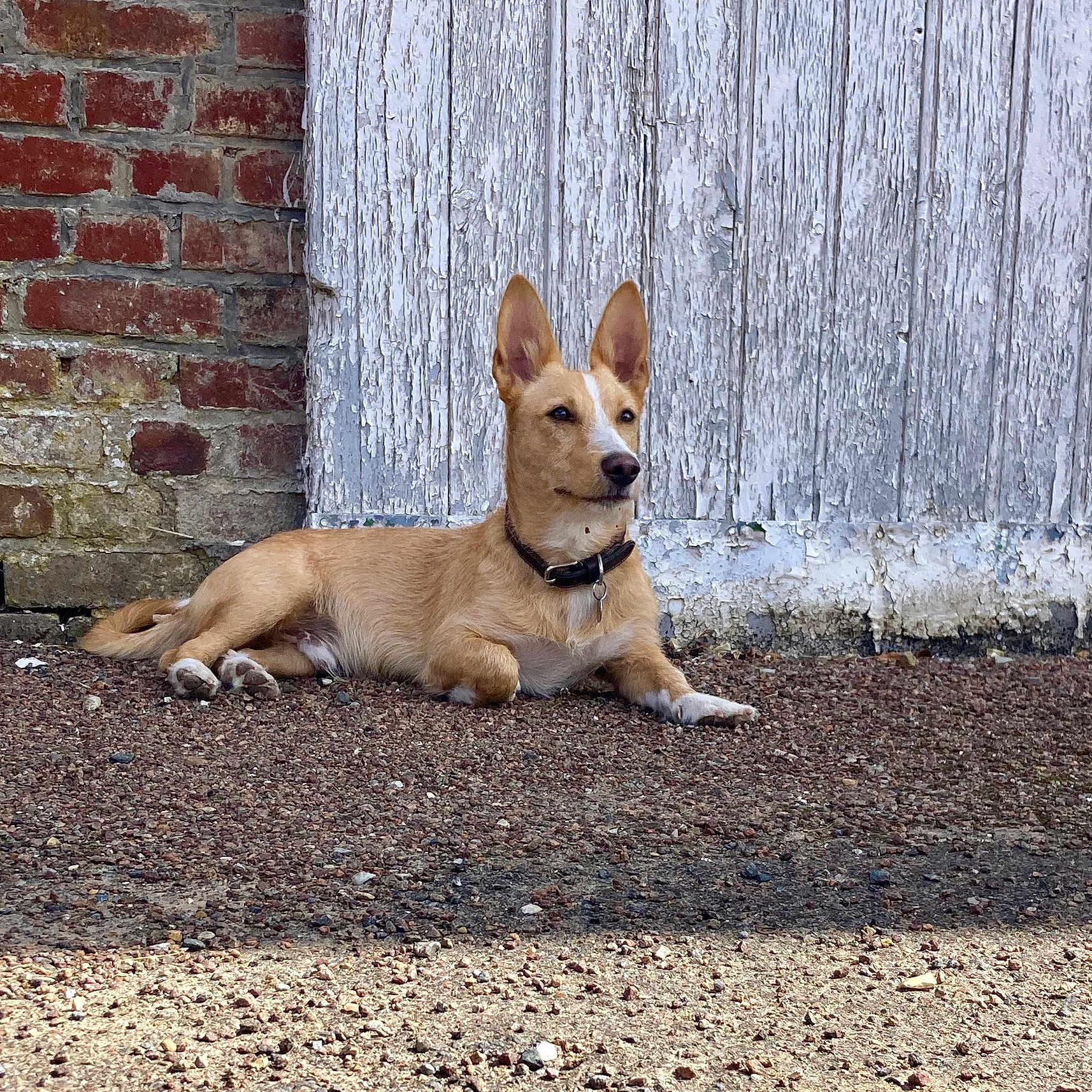 Rocco