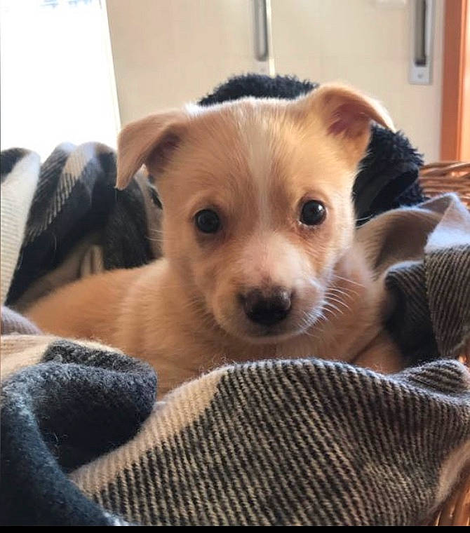 Rocco participe au concours pour gagner de l'argent avec cette photo : canidae, carnivore, comfort, companion_dog, couch, dog, dog_bed, dog_breed, dog_supply, fawn, fur, non_sporting_group, paw, puppy, puppy_love, snout, sporting_group, toy_dog, whiskers, working_animal