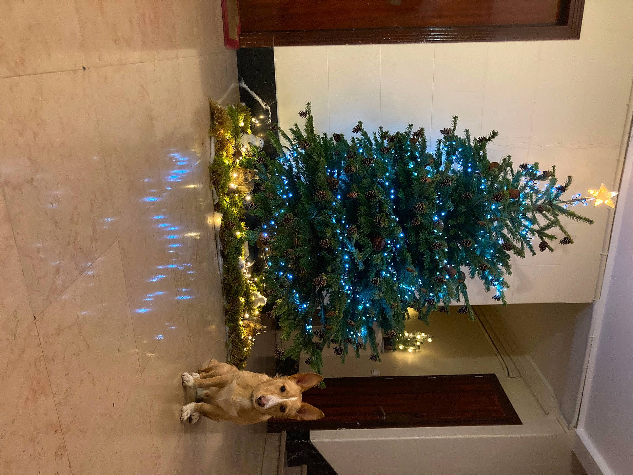 Rocco a rejoint le concours — aidez-le/la à gagner de superbes lots ! branch, christmas, christmas_decoration, christmas_ornament, christmas_tree, electric_blue, event, evergreen, holiday, holiday_ornament, house, interior_design, ornament, plant, tints_and_shades, tree, twig, window, wood, woody_plant