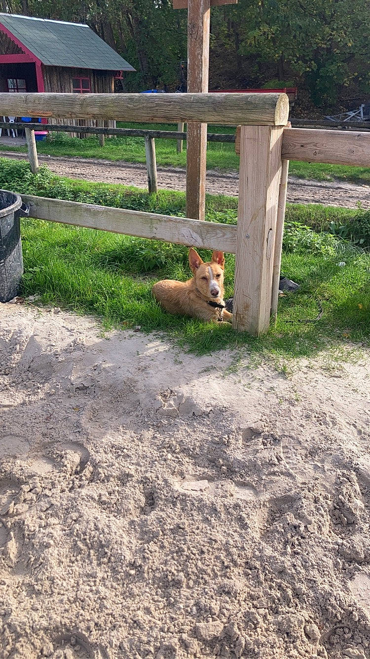 Rocco a rejoint le concours — aidez-le/la à gagner de superbes lots ! fawn, fence, field, grass, grassland, groundcover, home_fencing, landscape, livestock, pasture, plant, ranch, soil, split_rail_fence, sporting_group, terrestrial_animal, tree, wildlife, wood, working_animal