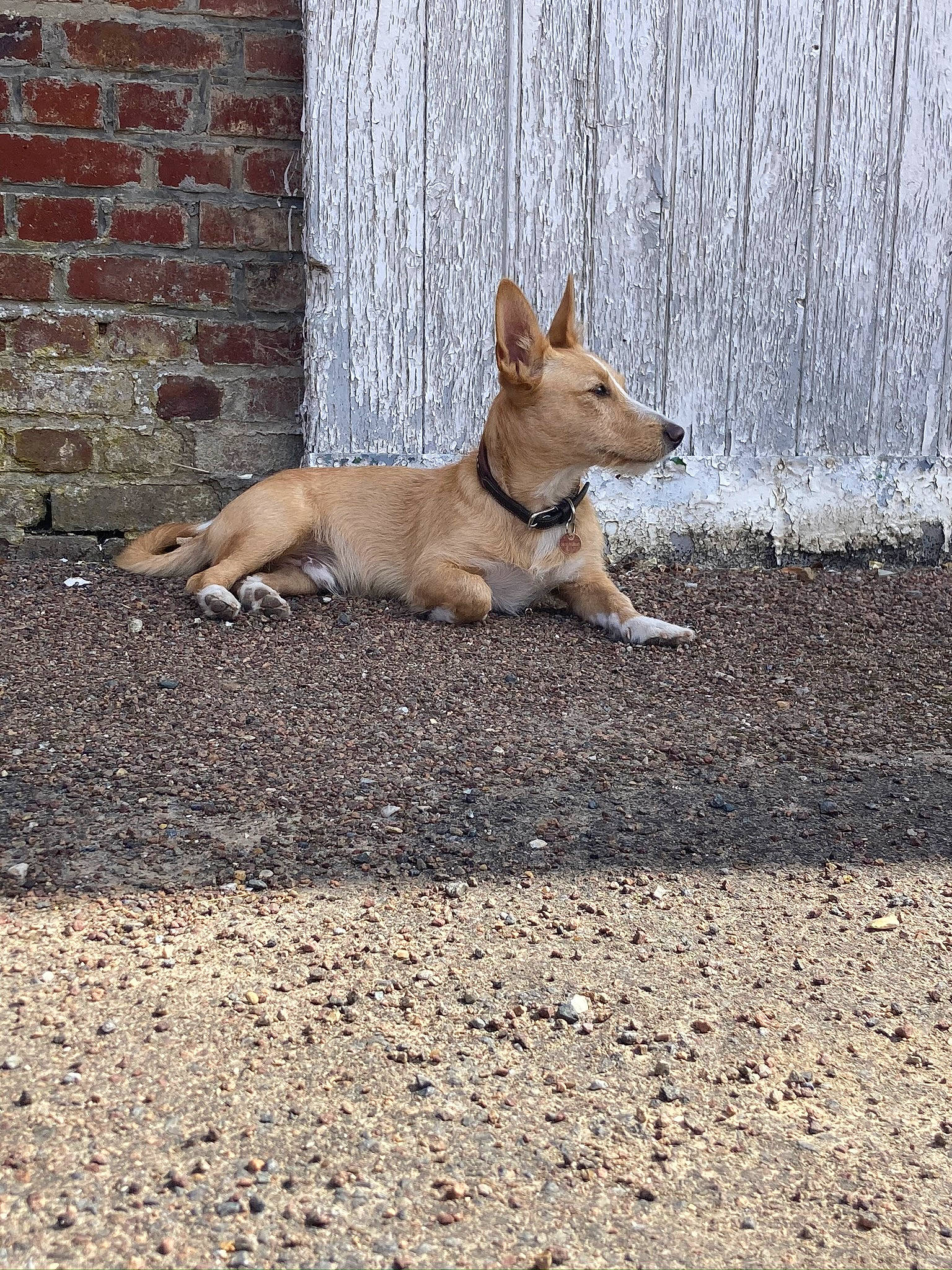 Rocco a rejoint le concours — aidez-le/la à gagner de superbes lots ! asphalt, canidae, carnivore, companion_dog, dingo, dog, dog_breed, fawn, mortar, road_surface, snout, soil, sporting_group, street_dog, tail, terrestrial_animal, tree, water, wildlife, wood