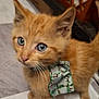 Monkey is registered to the contest to win money with this photo: kitten, cat, orange_cat, blue_eyes, bow, pet, cute, indoor, fur, whiskers, animal, close_up, young, small, portrait, curious, domestic_cat, feline, holiday, playful
