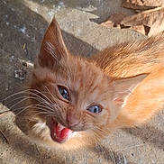 Monkey is registered to the contest to win money with this photo: kitten, cat, orange_cat, blue_eyes, meowing, whiskers, outdoor, concrete, sunlight, shadow, playful, fur, animal, pet, young_cat, close_up, cute, small, leaf, nature