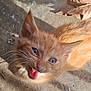 animal, blue_eyes, cat, close_up, concrete, cute, fur, kitten, leaf, meowing, nature, orange_cat, outdoor, pet, playful, shadow, small, sunlight, whiskers, young_cat