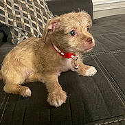 Brownie joined the competition — help win amazing prizes! puppy, dog, pet, collar, bell, brown_fur, white_paw, couch, quilted, cushion, indoor, window, home, furniture, small_dog, alert, cute, sitting, fur, animal