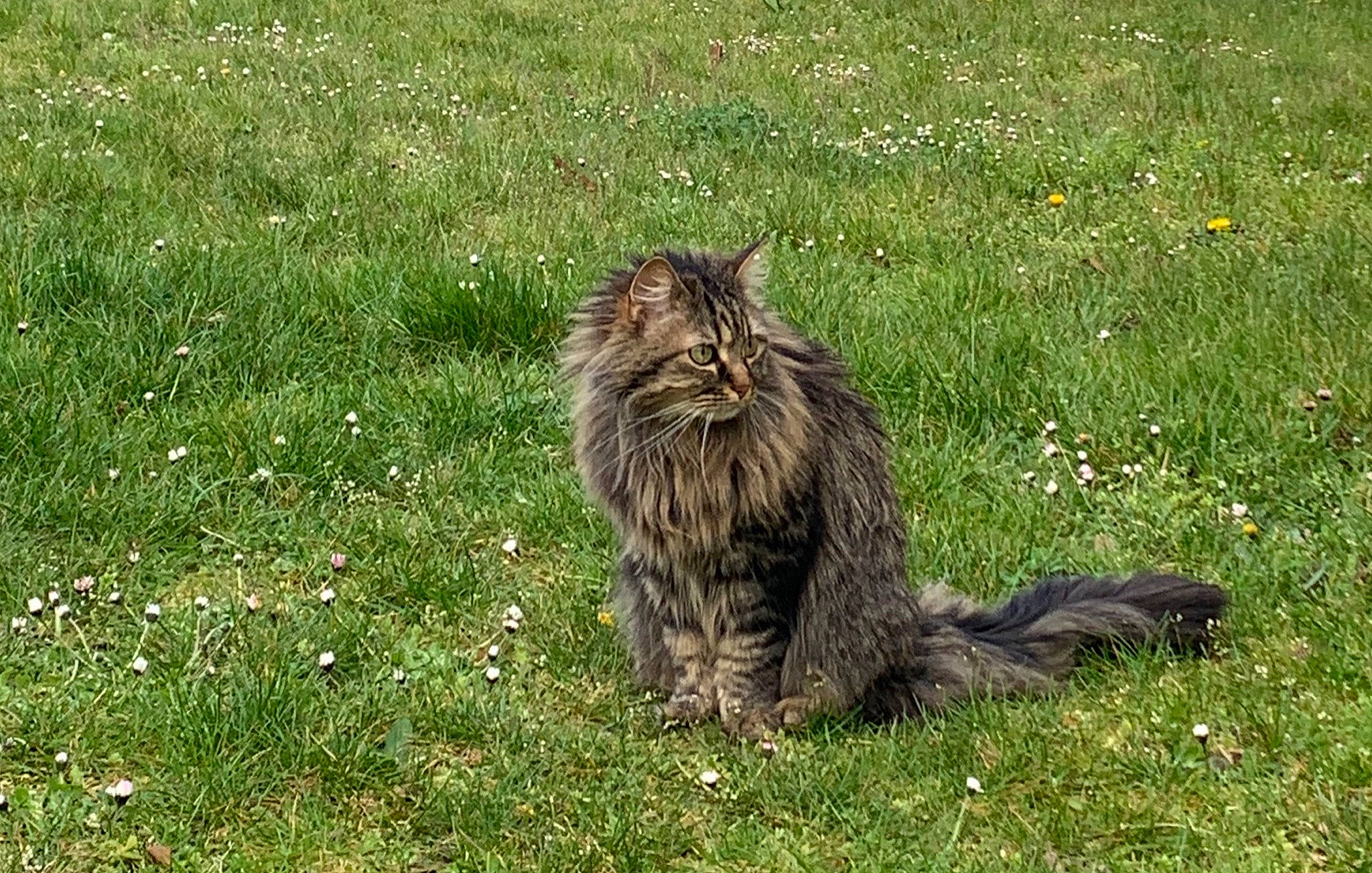 Lufy a rejoint le concours — aidez-le/la à gagner de superbes lots ! asian_semi_longhair, british_semi_longhair, carnivore, cat, domestic_long_haired_cat, felidae, fur, grass, maine_coon, mammal, norwegian_forest_cat, plant, siberian, small_to_medium_sized_cats, tabby_cat, tail, vertebrate, whiskers, wild_cat, wildlife