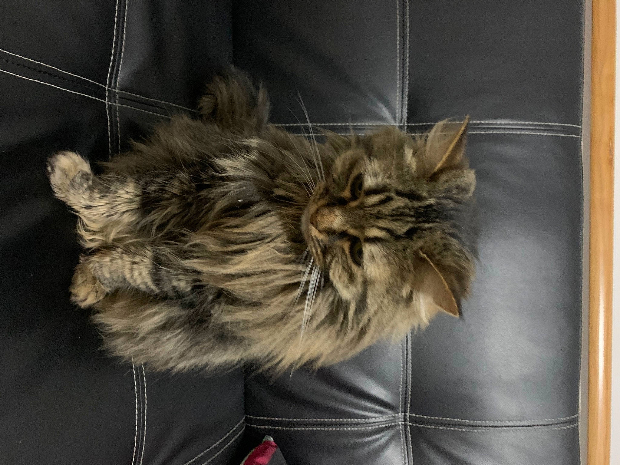 Lufy a rejoint le concours — aidez-le/la à gagner de superbes lots ! british_semi_longhair, carnivore, cat, domestic_long_haired_cat, ear, european_shorthair, felidae, fur, kitten, maine_coon, norwegian_forest_cat, pixie_bob, ragamuffin, small_to_medium_sized_cats, snout, tabby_cat, tail, whiskers