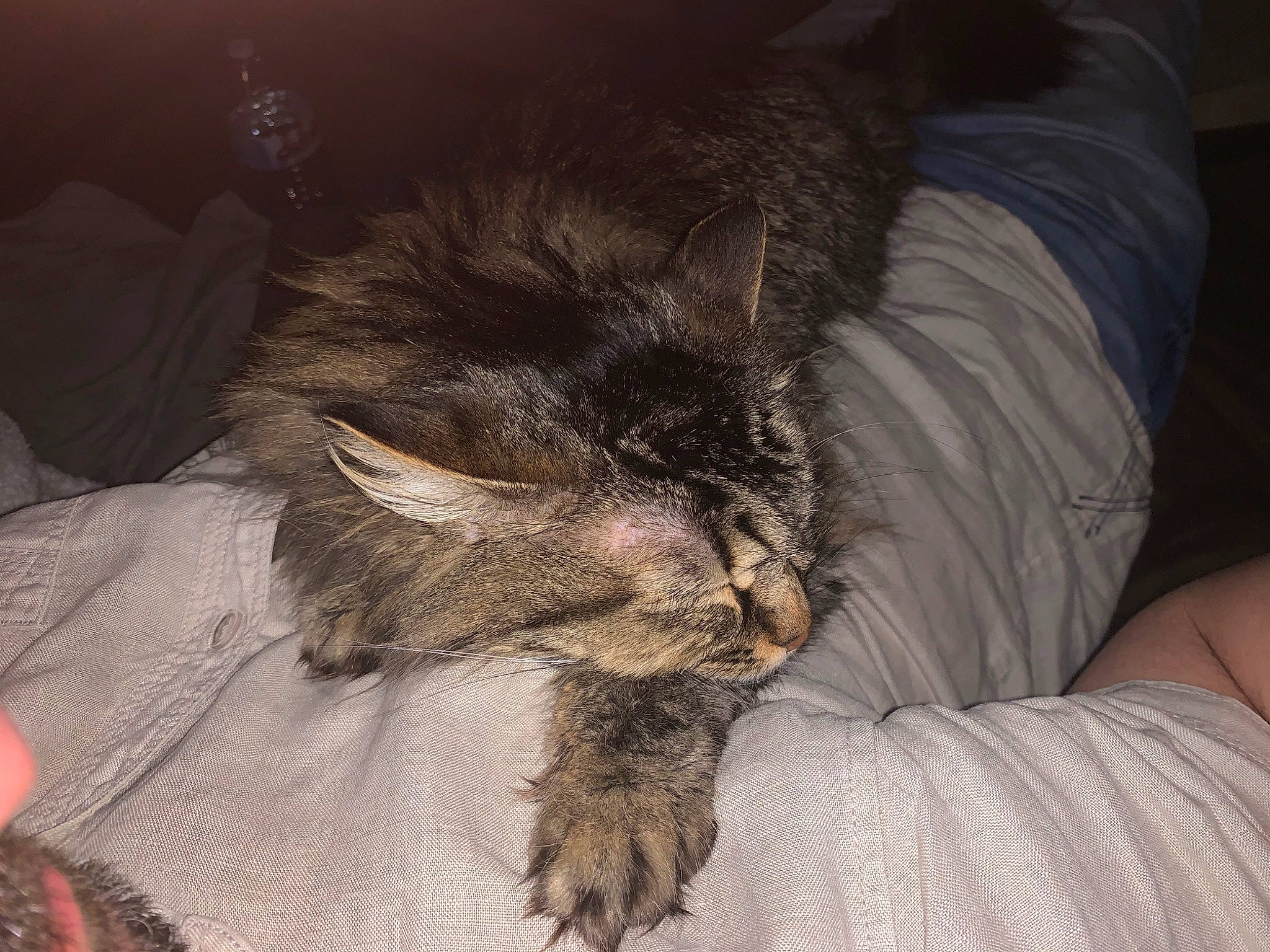 Lufy a rejoint le concours — aidez-le/la à gagner de superbes lots ! asian, carnivore, cat, claw, domestic_long_haired_cat, domestic_short_haired_cat, ear, european_shorthair, felidae, fur, kitten, maine_coon, nap, nebelung, norwegian_forest_cat, skin, sleep, small_to_medium_sized_cats, snout, whiskers