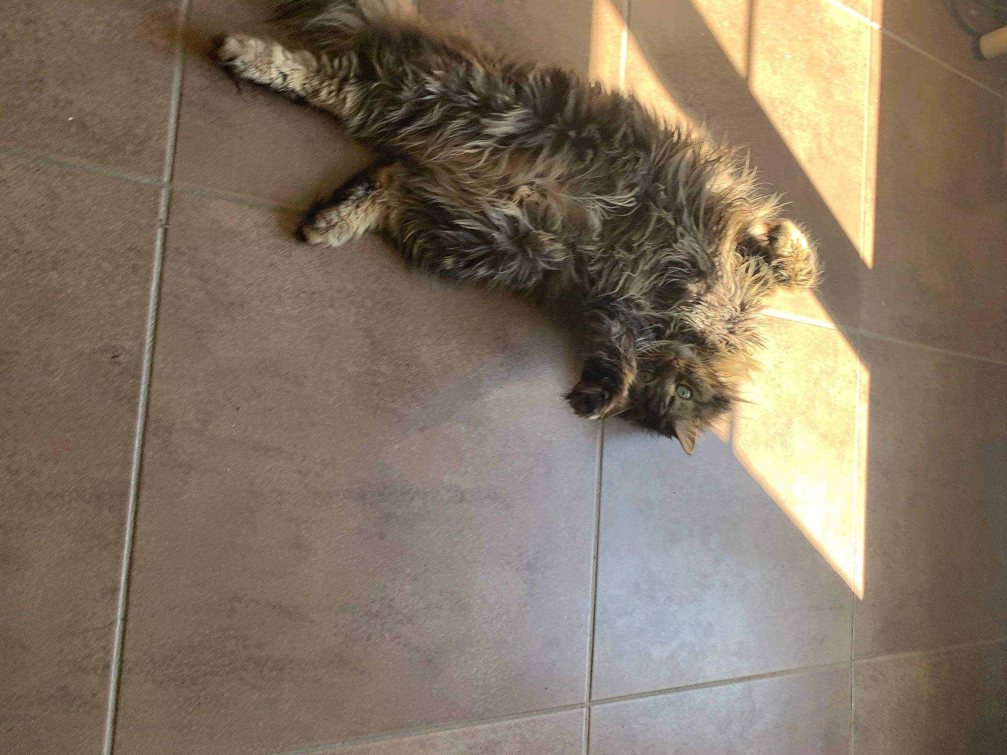 Lufy participe au concours pour gagner de l'argent avec cette photo : cairn_terrier, canidae, carnivore, cat, dog, dog_breed, european_shorthair, felidae, floor, flooring, fur, glen_of_imaal_terrier, mammal, small_to_medium_sized_cats, tail, tile, whiskers