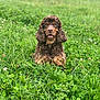 animal, canine, dog, face, field, grass, grassland, green, head, herbal, herbs, nature, outdoors, person, pet, photography, plant, portrait, puppy, vegetation