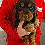adult, airedale, animal, canine, clothing, coat, cockerspaniel, dog, hoodie, hound, jacket, knitwear, male, man, person, pet, puppy, sweater, sweatshirt, terrier