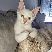 Ice a rejoint le concours — aidez-le/la à gagner de superbes lots ! animal, blanket, cat, close_up, couch, cozy, curious, cute, domestic_cat, feline, fur, home, indoor, kitten, knitted, pet, resting, soft_lighting, white_cat, young_cat