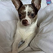 Ciara a rejoint le concours — aidez-le/la à gagner de superbes lots ! dog, chihuahua, pet, animal, cute, ears, bed, blanket, white, paws, crossed_paws, plush_toy, unicorn, stuffed_animal, indoor, cozy, resting, small_dog, fur, portrait