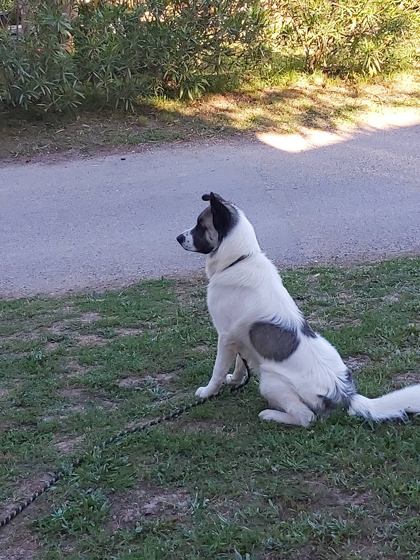 Indy participe au concours pour gagner de l'argent avec cette photo : accessories, animal, bulldog, canine, dog, frenchbulldog, grass, hound, husky, leash, path, pet, pitbull, plant, pug, puppy, slate, strap, walkway, whitedog