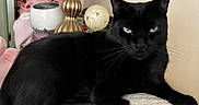 Leo joined the competition — help win amazing prizes! black_cat, cat, pet, indoor, animal, feline, lamp, decor, white_surface, green_eyes, relaxed, portrait, closeup, home, cozy, resting, whiskers, ears, furniture, living_room