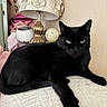 black_cat, cat, pet, indoor, animal, feline, lamp, decor, white_surface, green_eyes, relaxed, portrait, closeup, home, cozy, resting, whiskers, ears, furniture, living_room