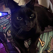 Leo joined the competition — help win amazing prizes! black_cat, cat, pet, animal, indoor, close_up, feline, patterned_fabric, colorful, cozy, relaxed, whiskers, ears, eyes, sitting, domestic_cat, shadow, soft_light, comfort, companion