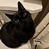 Leo is registered to the contest to win money with this photo: black_cat, cat, toilet, bathroom, curious, pet, domestic, indoor, white, shower_curtain, plumbing, animal, feline, whiskers, head_tilt, sitting, close_up, cute, companion, curiosity