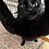 Leo joined the competition — help win amazing prizes! black_cat, cat, blue_eyes, close_up, indoor, carpet, rug, feline, pet, whiskers, curious, furry, toy, floor, domestic_cat, animal, playful, paw, indoor_lighting, blurred