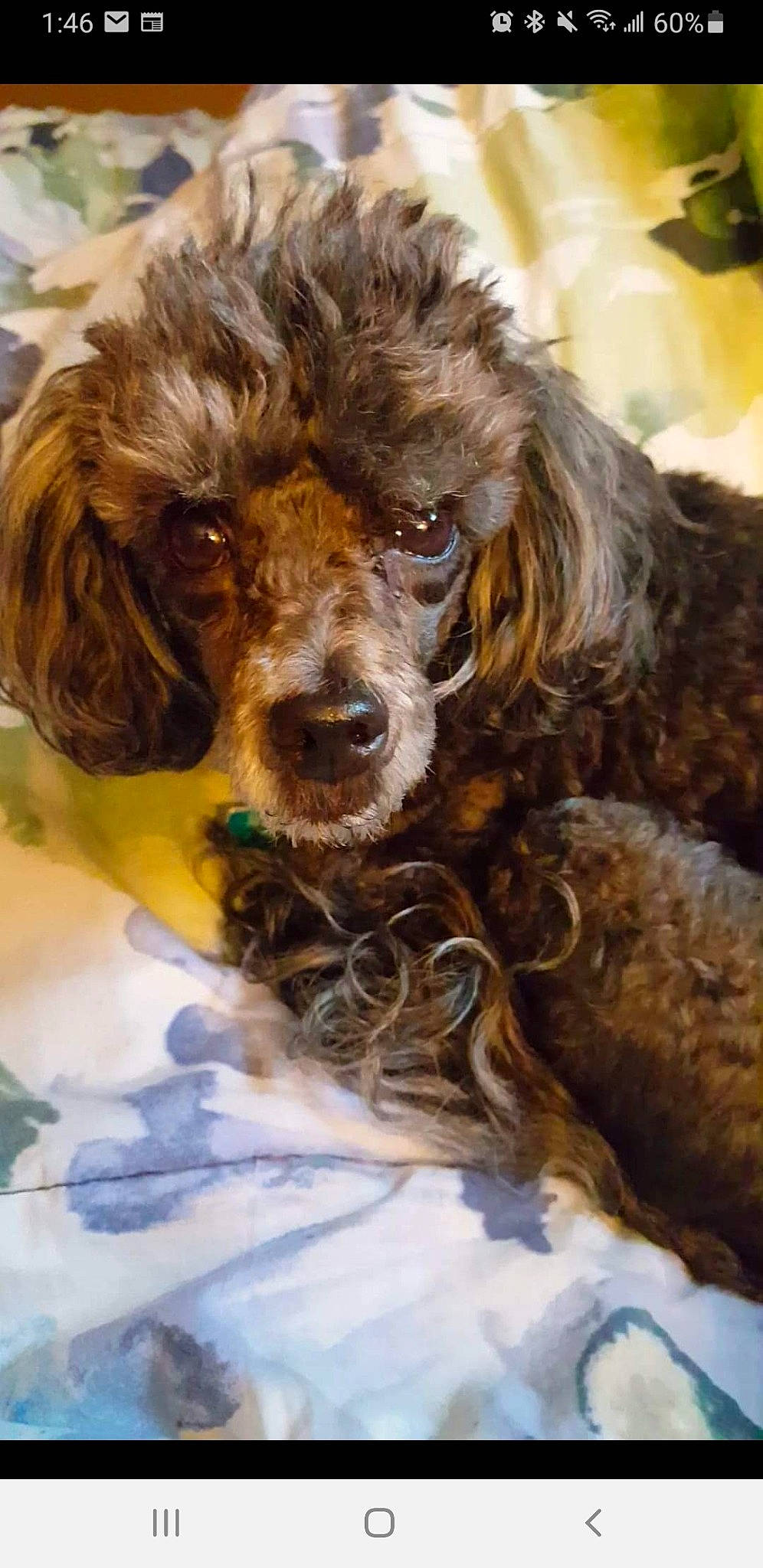 Shadow joined the competition — help win amazing prizes! biting, canidae, carnivore, companion_dog, dog, dog_breed, dog_collar, event, fur, hair, liver, snout, sporting_group, terrestrial_animal, water_dog, working_animal