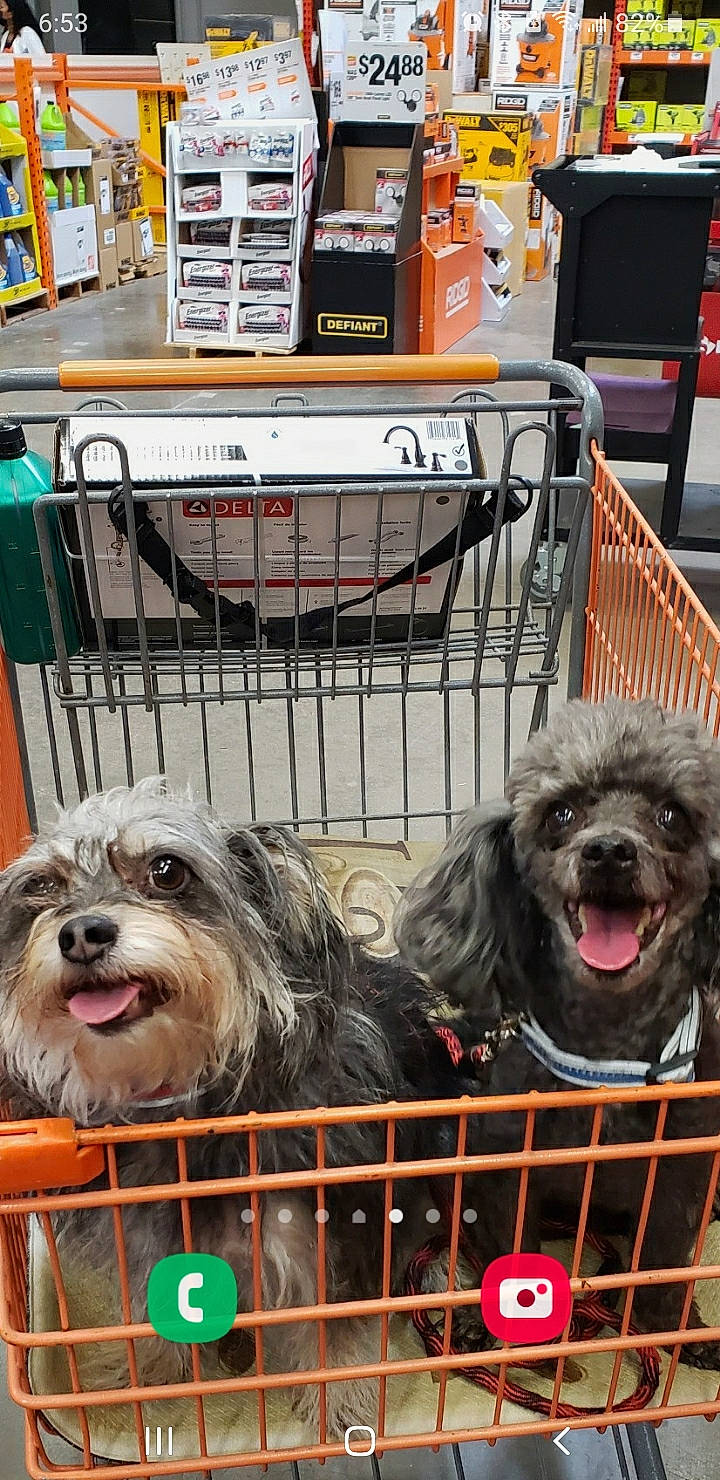 Shadow is registered to the contest to win money with this photo: animal_shelter, canidae, carnivore, collar, companion_dog, dog, dog_breed, dog_collar, dog_crate, dog_supply, event, fence, fur, small_terrier, snout, sporting_group, terrier, toy_dog, working_animal, working_dog