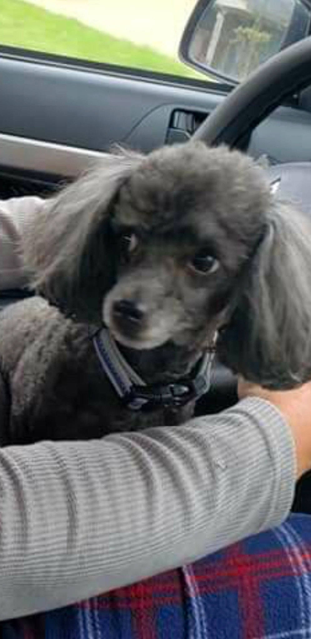 Shadow is registered to the contest to win money with this photo: canidae, car, car_seat, car_seat_cover, carnivore, companion_dog, dog, dog_breed, dog_collar, family_car, fur, head_restraint, puppy_love, snout, spaniel, sporting_group, steering_wheel, vehicle, vehicle_door, working_animal