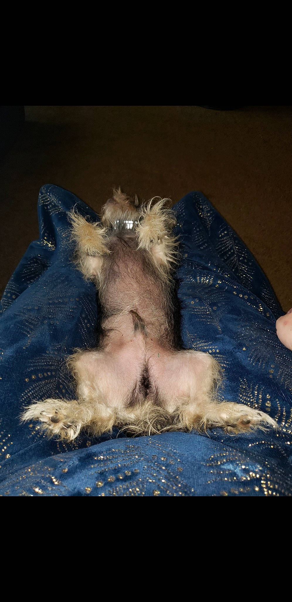 Fishie Pooh joined the competition — help win amazing prizes! barefoot, canidae, carnivore, claw, comfort, companion_dog, dog_breed, electric_blue, feather, felidae, fur, lion, nap, paw, small_to_medium_sized_cats, snout, sporting_group, tail, terrestrial_animal, whiskers