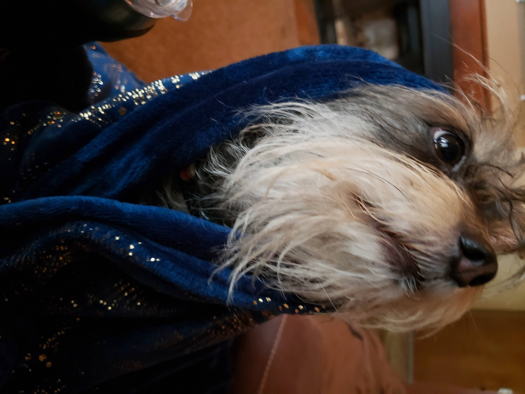 Fishie Pooh is registered to the contest to win money with this photo: canidae, carnivore, companion_dog, dog, dog_breed, dog_collar, electric_blue, flooring, fur, giant_dog_breed, non_sporting_group, sapsali, schnauzer, small_terrier, snout, sporting_group, terrier, toy_dog, wood, working_animal