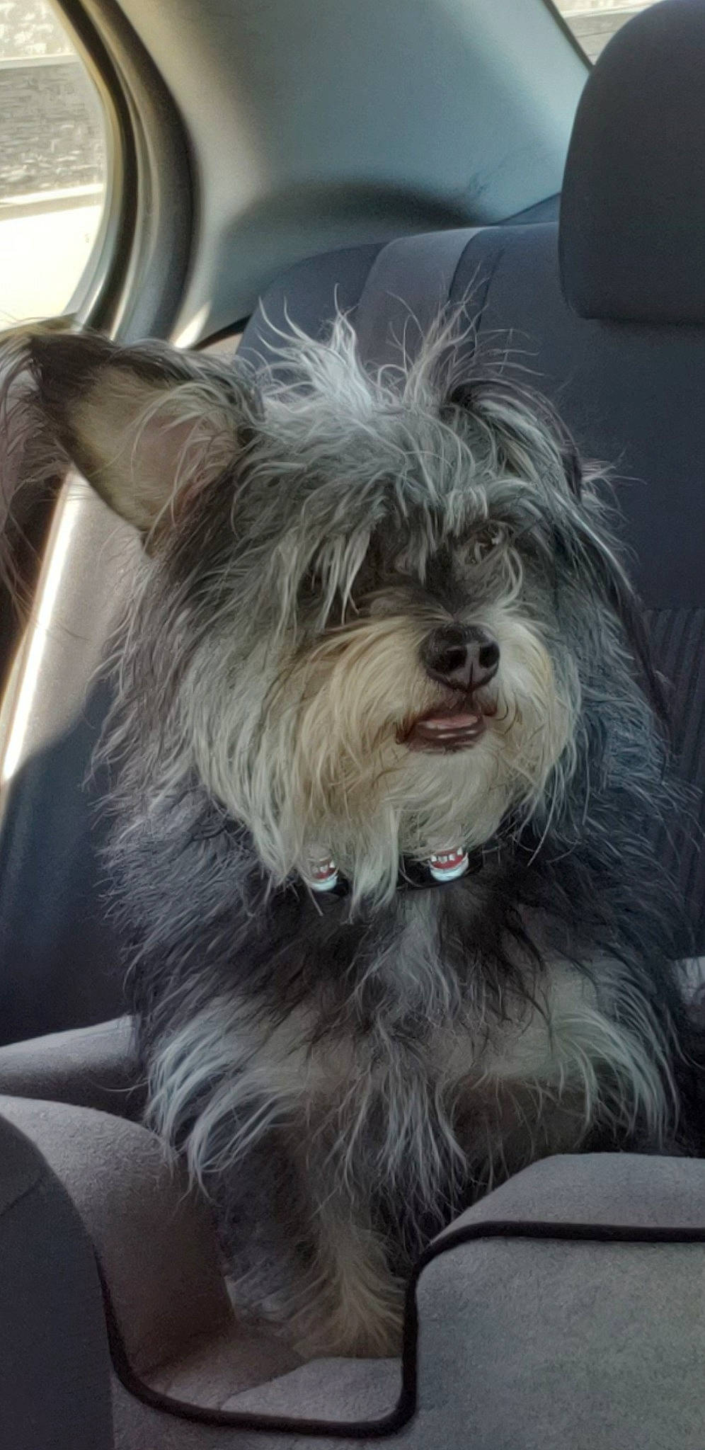 Fishie Pooh is registered to the contest to win money with this photo: biewer_terrier, canidae, carnivore, companion_dog, dog, dog_breed, fur, maltepoo, non_sporting_group, small_terrier, snout, sporting_group, terrier, toy_dog, working_animal, yorkipoo