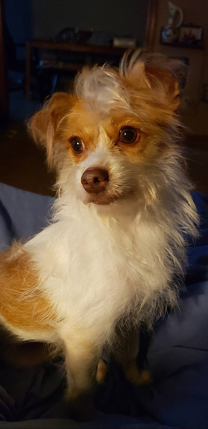 Chiqui Boo is registered to the contest to win money with this photo: canidae, carnivore, companion_dog, dog, dog_breed, fawn, fur, german_spitz, liver, maltepoo, non_sporting_group, small_terrier, snout, sporting_group, sunglasses, terrier, toy_dog, watch, whiskers, working_animal