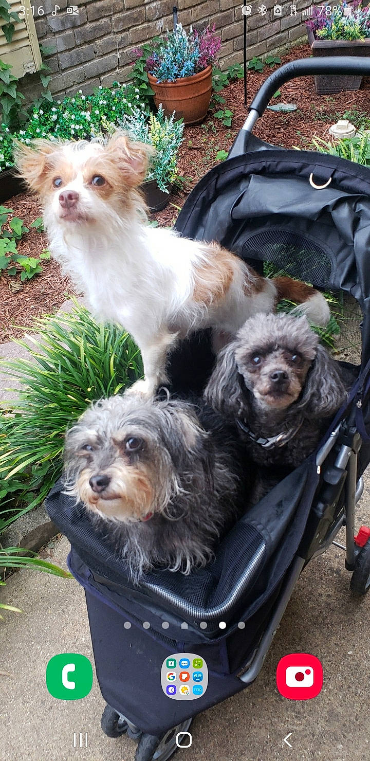 Chiqui Boo is registered to the contest to win money with this photo: canidae, carnivore, collar, companion_dog, dog, dog_breed, dog_supply, fur, grass, liver, pet_supply, plant, small_terrier, snout, sporting_group, terrestrial_animal, terrier, toy_dog, wheel, working_animal