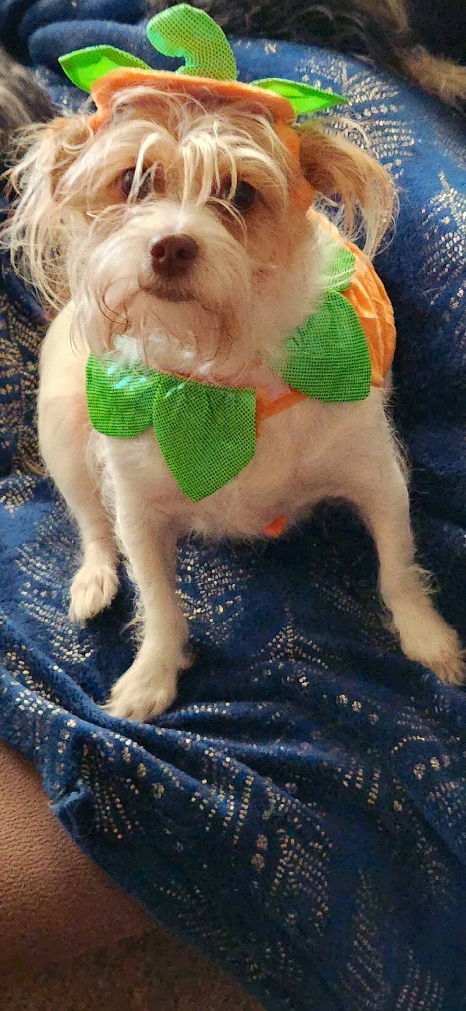 Chiqui Boo joined the competition — help win amazing prizes! canidae, carnivore, collar, companion_dog, dog, dog_breed, dog_clothes, dog_collar, dog_supply, fashion_accessory, fawn, fur, liver, pet_supply, snout, sporting_group, terrier, toy, toy_dog, working_animal