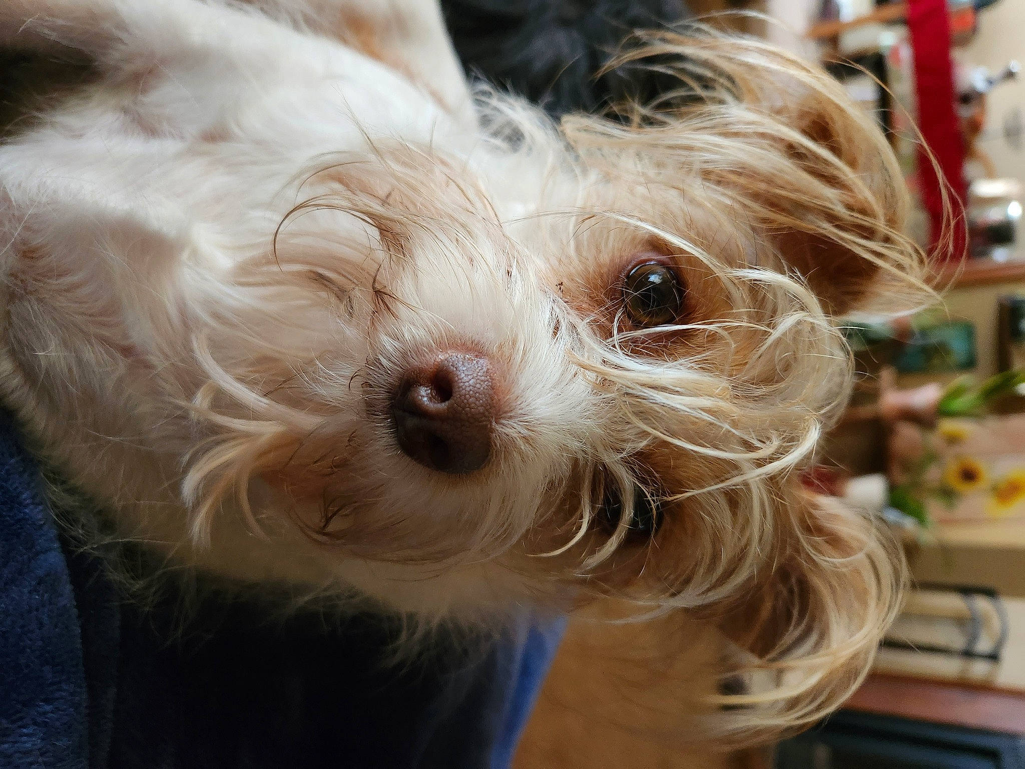 Chiqui Boo is registered to the contest to win money with this photo: canidae, carnivore, collar, companion_dog, dog, dog_breed, dog_clothes, dog_collar, dog_supply, fashion_accessory, fawn, fur, small_terrier, snout, sporting_group, sunglasses, terrier, toy_dog, whiskers, working_animal