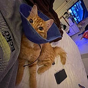 Cheez-It joined the competition — help win amazing prizes! cat, orange_tabby, cone_collar, bed, person, room, television, dresser, blanket, curious, indoor, feline, pet, resting, fur, whiskers, eyes, tail, casual, home