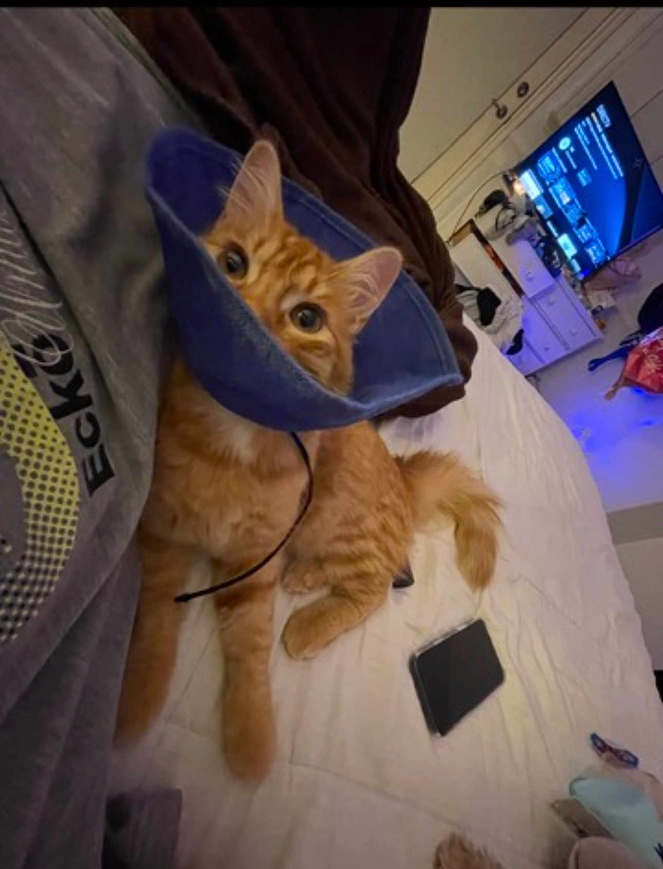Cheez-It joined the competition — help win amazing prizes! cat, orange_tabby, cone_collar, bed, person, room, television, dresser, blanket, curious, indoor, feline, pet, resting, fur, whiskers, eyes, tail, casual, home