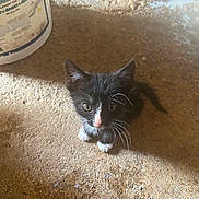 Boots is registered to the contest to win money with this photo: animal, black_and_white, cat, closeup, container, curious, cute, feline, floor, indoor, kitten, looking_up, pet, pink_nose, shadow, small, sunlight, texture, whiskers, young