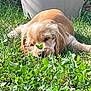 animal, canine, close_up, curious, daylight, dog, flora, golden_retriever, grass, greenery, laying_down, leaf, nature, outdoor, pet, puppy, relaxed, sniffing, sunlight, young