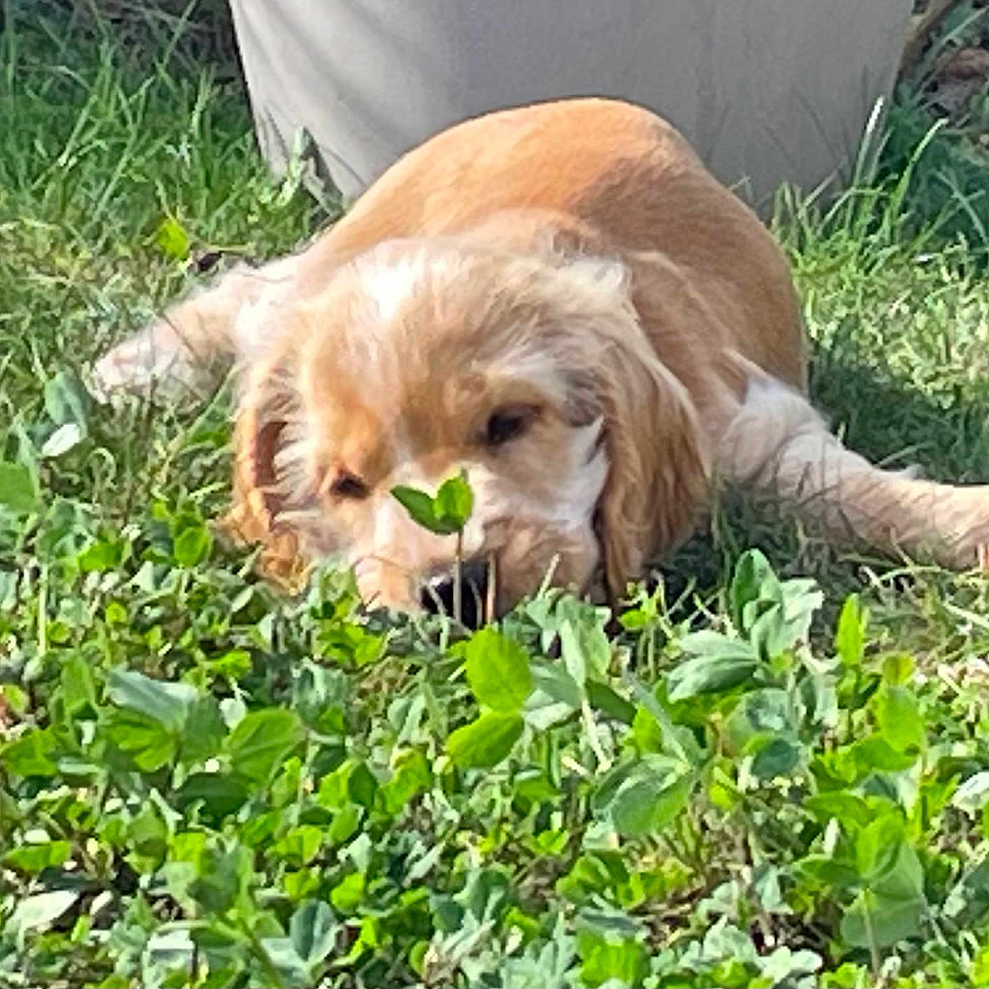 Atout a rejoint le concours — aidez-le/la à gagner de superbes lots ! animal, canine, close_up, curious, daylight, dog, flora, golden_retriever, grass, greenery, laying_down, leaf, nature, outdoor, pet, puppy, relaxed, sniffing, sunlight, young