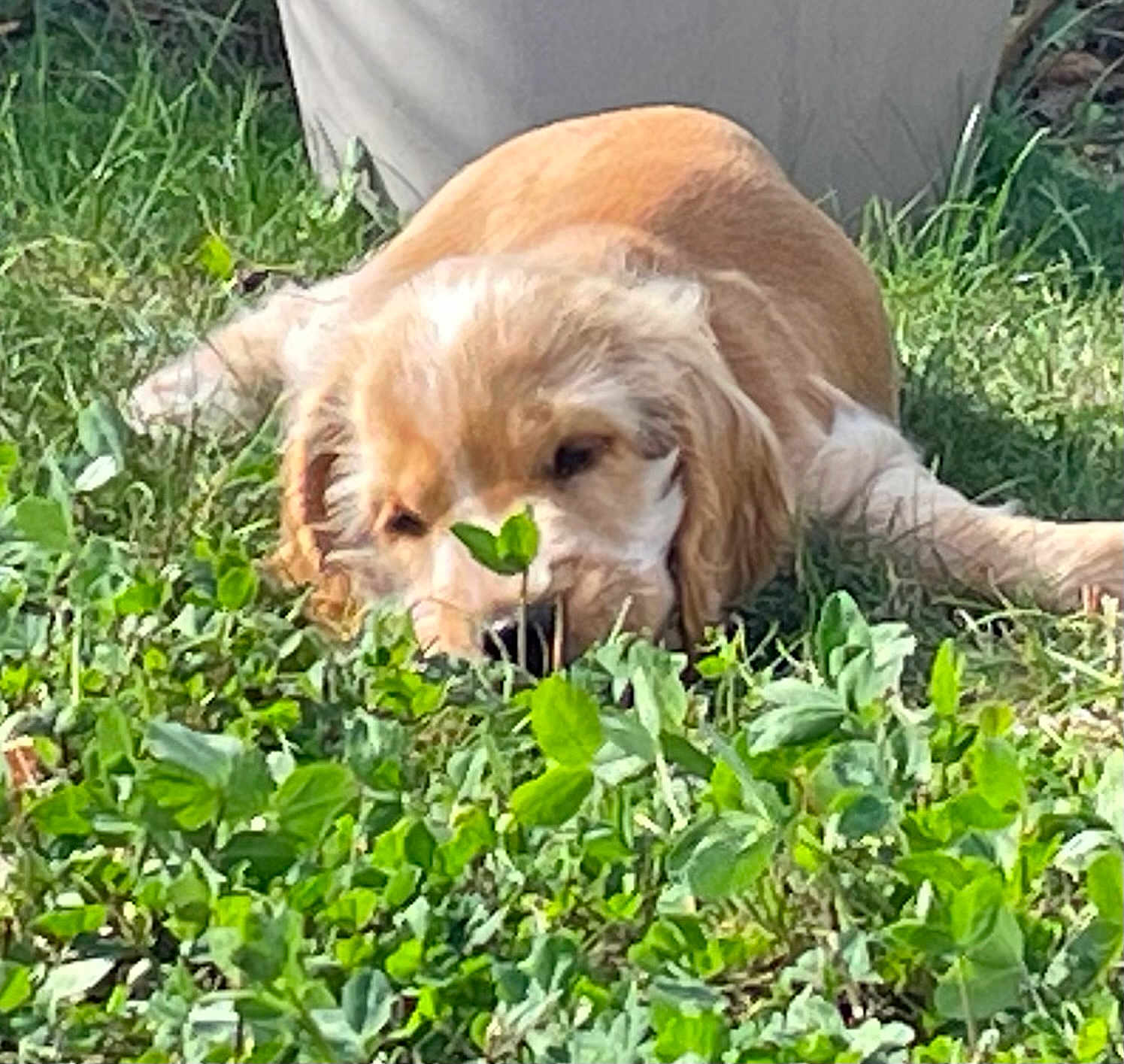 Atout a rejoint le concours — aidez-le/la à gagner de superbes lots ! animal, canine, close_up, curious, daylight, dog, flora, golden_retriever, grass, greenery, laying_down, leaf, nature, outdoor, pet, puppy, relaxed, sniffing, sunlight, young