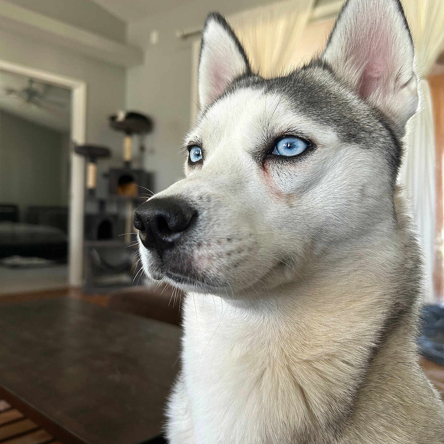 Beleza is registered to the contest to win money with this photo: animal, architecture, building, canine, dog, eskimodog, furniture, hardwood, husky, indoors, interiordesign, livingroom, pet, puppy, room, snout, table, whitedog, wood