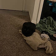 Tally is registered to the contest to win money with this photo: black_cat, cat, carpet, blanket, clothing, door, indoor, dim_light, floor, corner, household_items, pet, feline, knitted_blanket, textile, shadow, room, domestic, quiet, resting