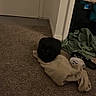 black_cat, cat, carpet, blanket, clothing, door, indoor, dim_light, floor, corner, household_items, pet, feline, knitted_blanket, textile, shadow, room, domestic, quiet, resting