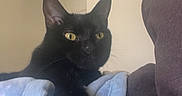 Tally is registered to the contest to win money with this photo: animal, black_cat, blanket, cat, claws, couch, cozy, domestic_cat, fur, furniture, home, indoor, mammal, paw, pet, relaxed, resting, stretching, whiskers, yellow_eyes