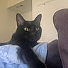 Tally is registered to the contest to win money with this photo: black_cat, cat, paw, claws, blanket, couch, furniture, indoor, pet, animal, yellow_eyes, relaxed, stretching, fur, whiskers, home, domestic_cat, mammal, cozy, resting
