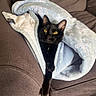 Tally is registered to the contest to win money with this photo: black_cat, cat, blanket, blue_blanket, cozy, couch, feline, fur, indoor, lazy, living_room, pet, plush, relaxed, resting, snowflake_pattern, soft, stretching, tabby, yellow_eyes