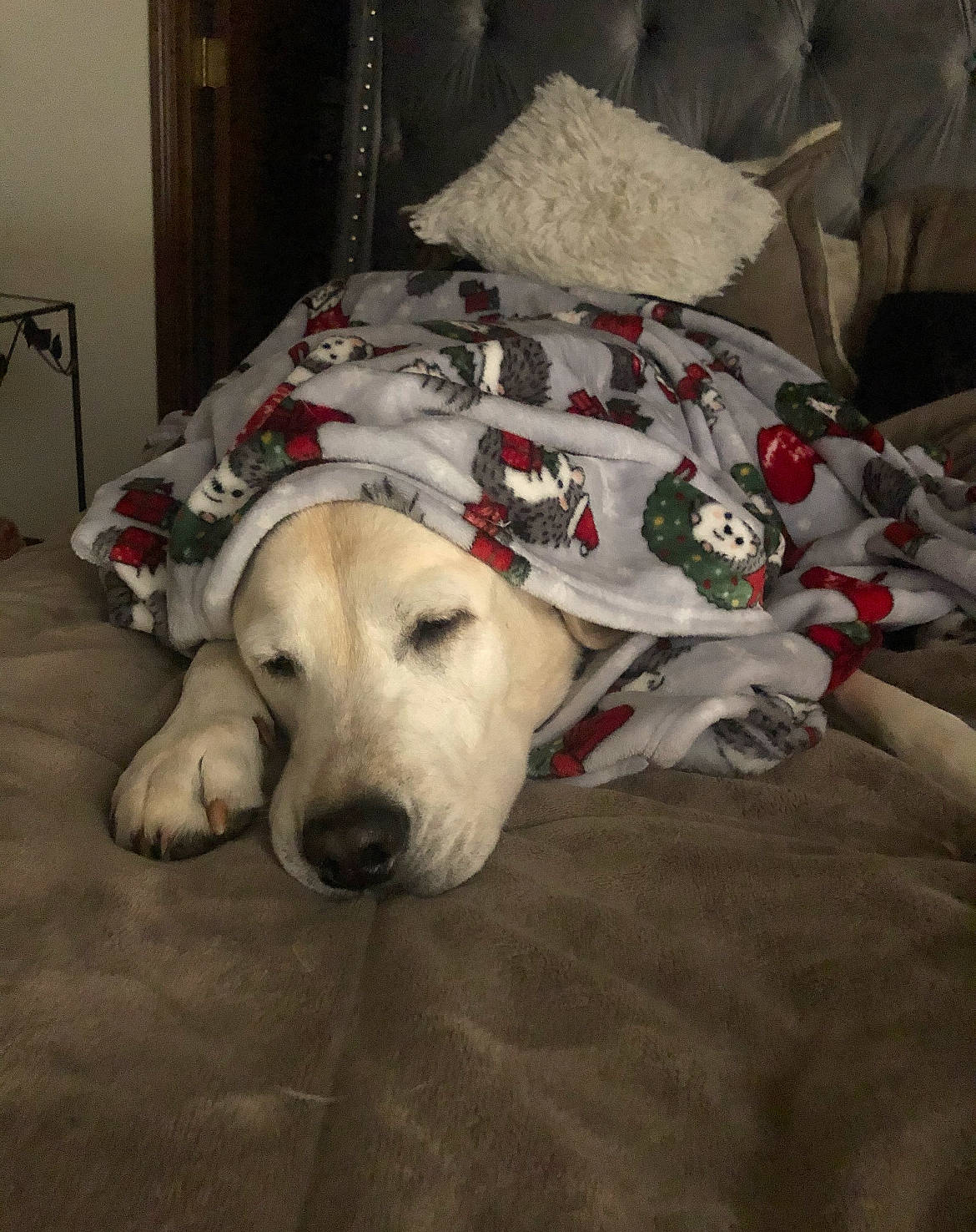 Trooper joined the competition — help win amazing prizes! bedding, canidae, carnivore, comfort, companion_dog, couch, dog, dog_breed, dog_supply, fawn, floor, flooring, fur, linens, nap, pet_supply, room, snout, sporting_group, working_animal
