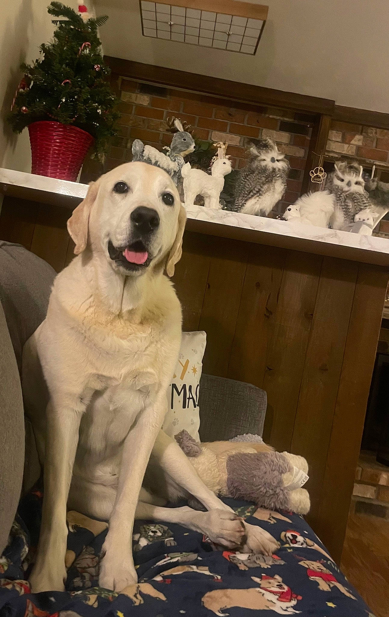 Trooper joined the competition — help win amazing prizes! canidae, carnivore, companion_dog, dog, dog_breed, fashion_design, fawn, flooring, flowerpot, foot, fur, houseplant, non_sporting_group, plant, room, snout, sporting_group, white, wood, working_animal