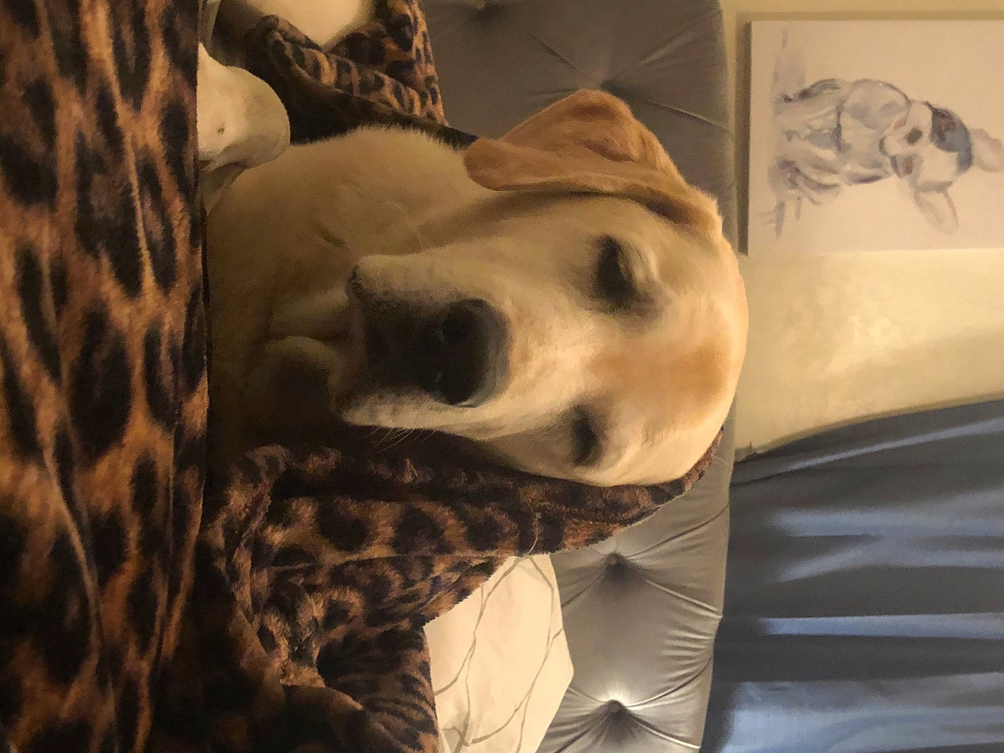 Trooper is registered to the contest to win money with this photo: art, carnivore, comfort, companion_dog, couch, dog, dog_breed, eye, fawn, felidae, fur, jaw, linens, monochrome_photography, snout, sporting_group, terrestrial_animal, tree, whiskers, working_animal