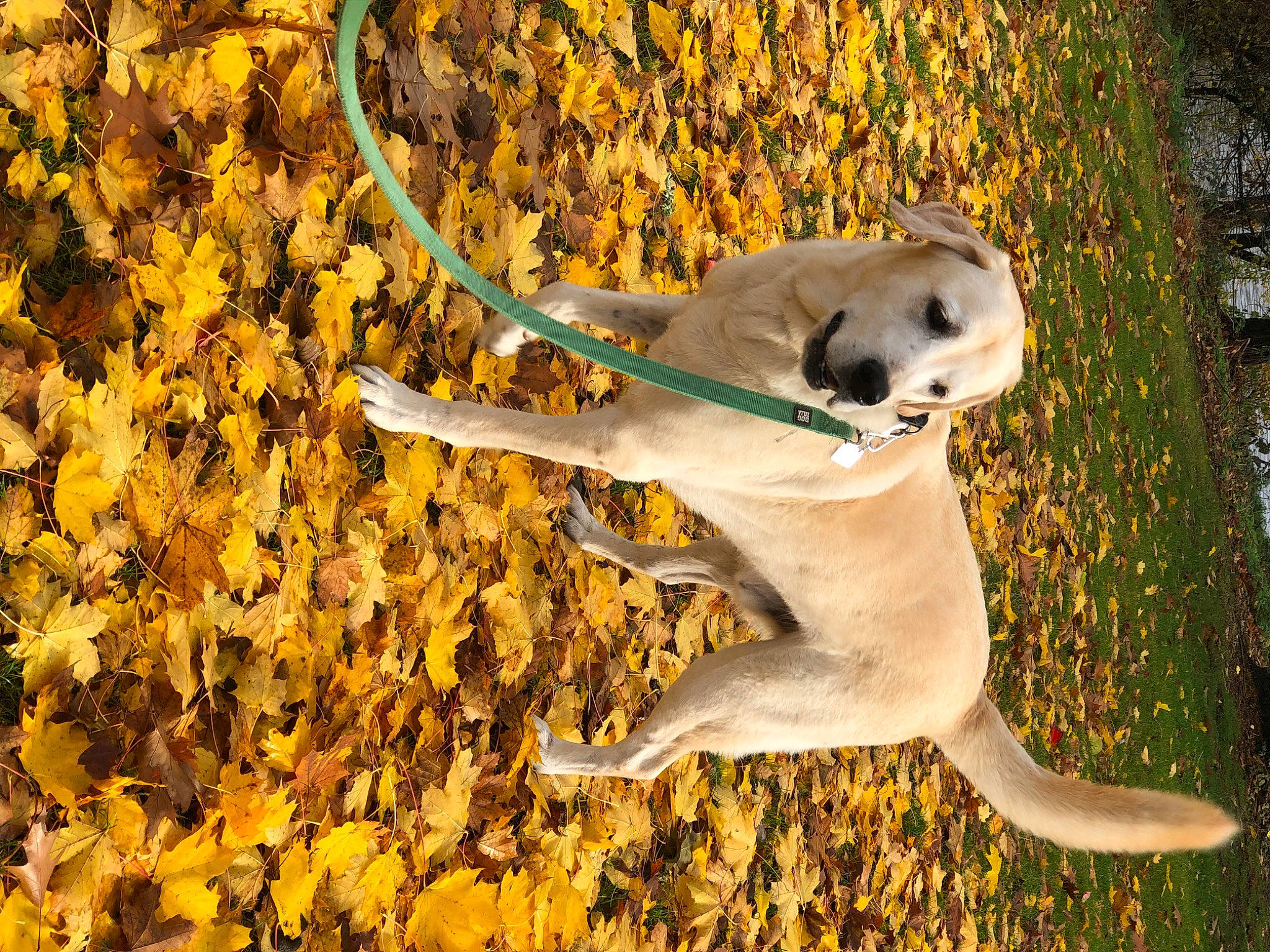 Trooper is registered to the contest to win money with this photo: canidae, carnivore, companion_dog, dog_breed, fawn, fur, grass, happy, landscape, people_in_nature, plant, soil, sporting_group, tail, terrestrial_animal, tree, twig, wildlife, wood, working_animal